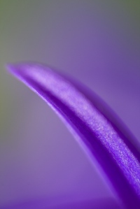 This petal was one of my first reversed lens shots, and still a favourite